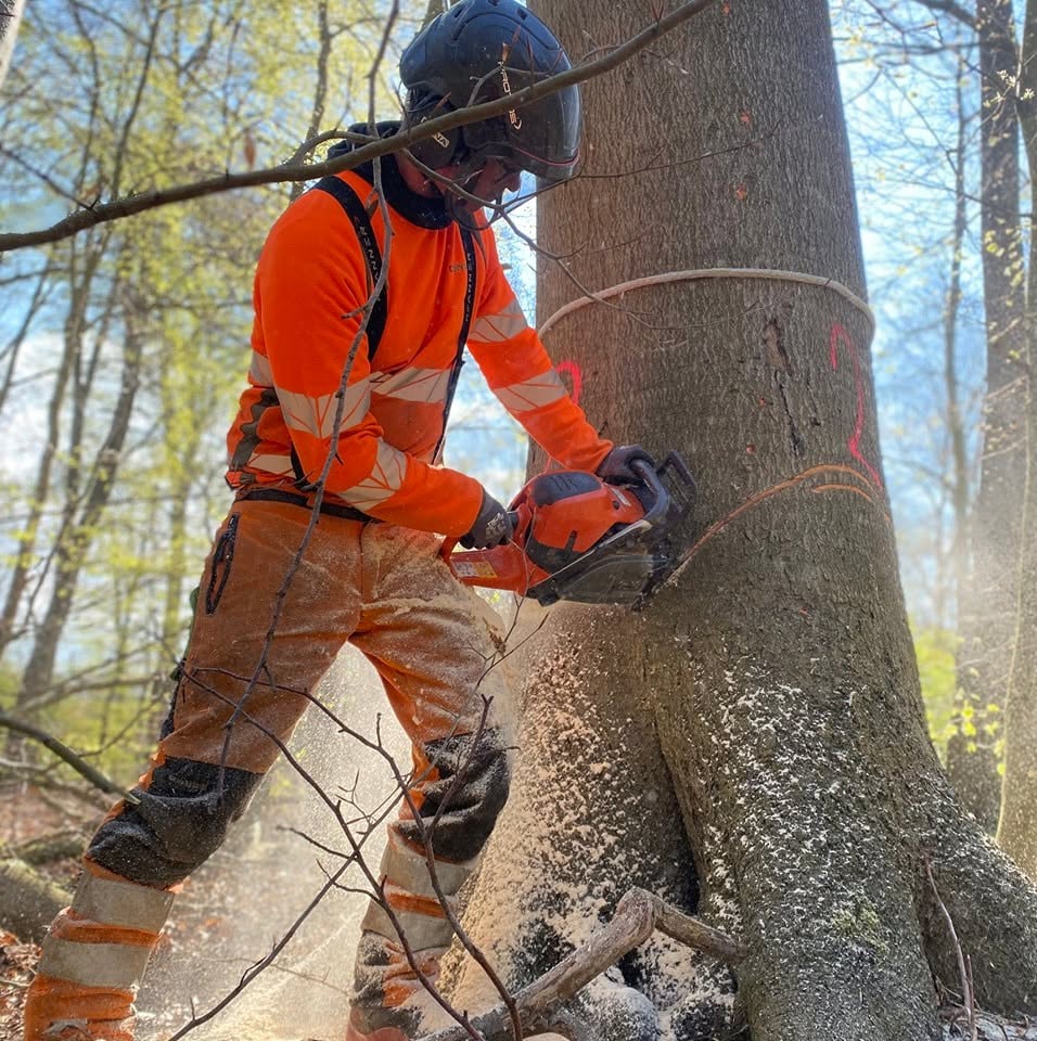 Certificeret arborist udfører professionel træfældning med klatreudstyr i Nordsjælland - KC Træpleje