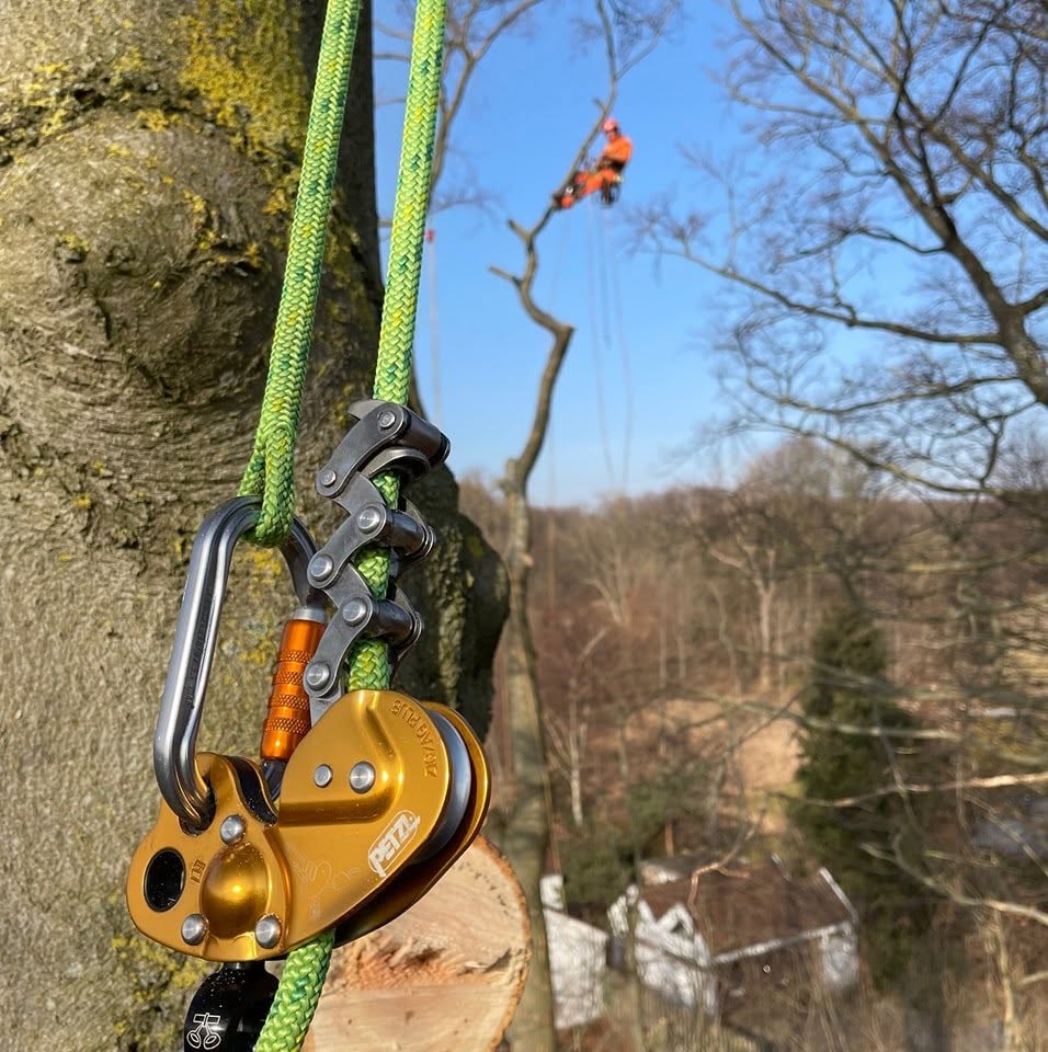 Arborist Kristoffer Collin udfører ekspert træfældning med motorsav i Storkøbenhavn